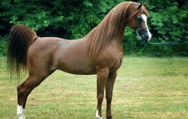 арабская лошадь хадбан