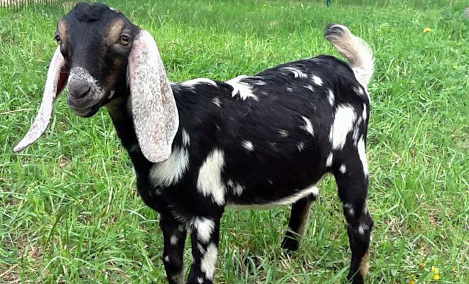 yубийские козы  происхождение