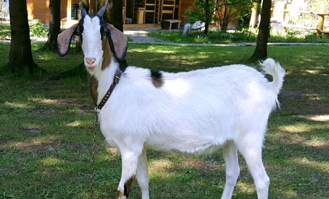 белая нубийская коза
