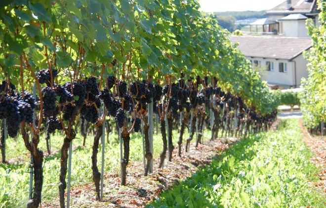 как рассадить виноград изабелла