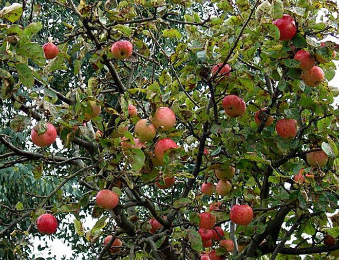 Как выглядит яблоня Конфетное