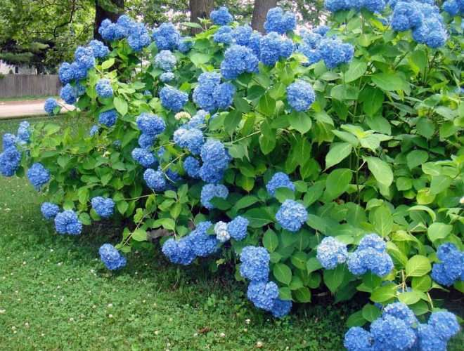 как заставить гортензию цвести голубым цветом