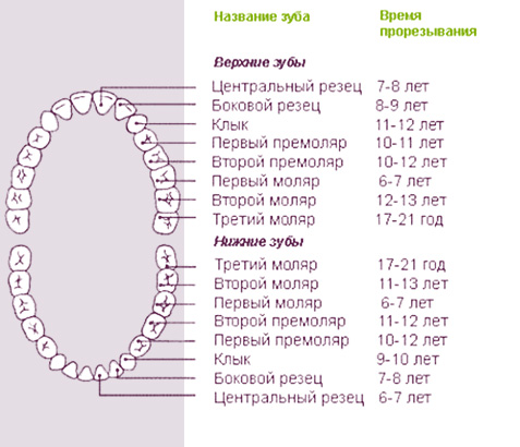 сроки прорезывания постоянных зубов таблица