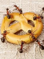 Приметы, к чему появляются муравьи в доме 
