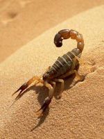 К чему снится скорпион?
