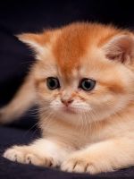 Как назвать рыжего котенка мальчика?
