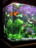Как обустроить аквариум?