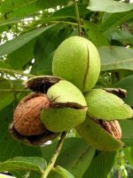 Как посадить орех из плода?