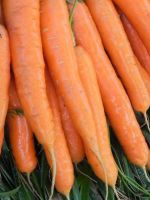 Как сажать морковь?
