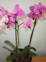 Как спасти орхидею?