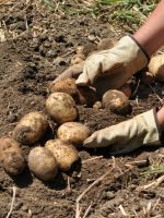 Как вырастить хороший урожай картошки?