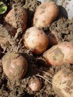 Как вырастить картофель?