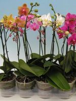 Как заставить орхидею цвести?