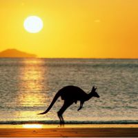 Какие животные живут в Австралии?