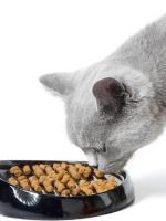 Какой корм лучше для кошек?