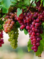 Когда начинает плодоносить виноград после посадки?