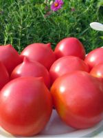 Крупноплодные сорта томатов сибирской селекции