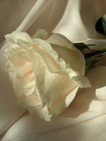 К чему дарят белые розы?