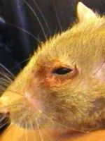 Болезни домашних крыс
