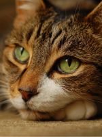 Болезни кошек – симптомы и лечение