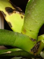 Болезни орхидей фаленопсис