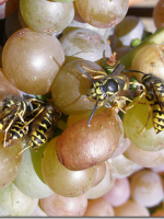 Борьба с осами на винограднике
