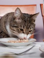 Чем кормить стерилизованную кошку?