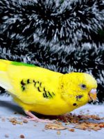 Чем можно кормить волнистого попугая?