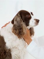 Глисты у собак – симптомы