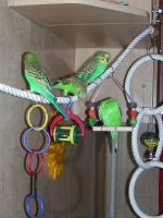 Игрушки для попугаев своими руками  