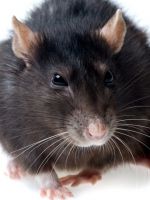 К чему снится черная крыса?
