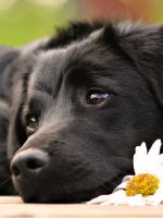 К чему снится черная собака?