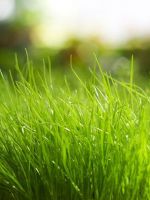 К чему снится зеленая трава?
