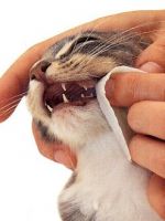Как чистить зубы кошке?