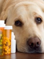 Как дать собаке таблетку?