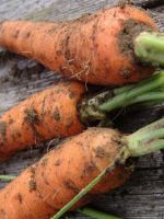 Как хранить морковь зимой?