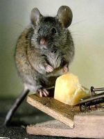Как избавиться от запаха мышей?