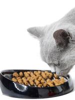 Как кормить кастрированного кота?