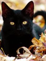  Как назвать черную кошку?