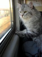 Как перевезти кошку в поезде?
