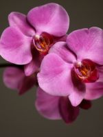 Как поливать орхидею?