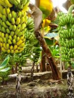 Как растут бананы?