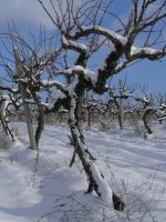 Как утеплить виноград на зиму?