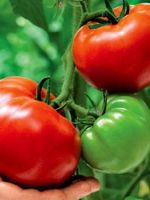 Как вырастить хороший урожай помидор?