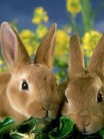 Какой травой можно кормить кроликов?