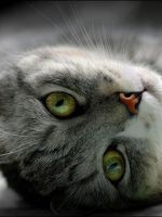 Кальцивироз  у кошек - симптомы