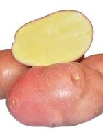 Картофель «Беллароза» - описание сорта