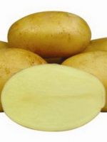 Картофель «Джелли» - описание сорта
