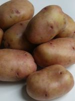 Картофель «Жуковский» - описание сорта