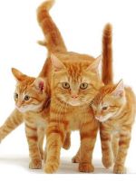 Клички для рыжих котов